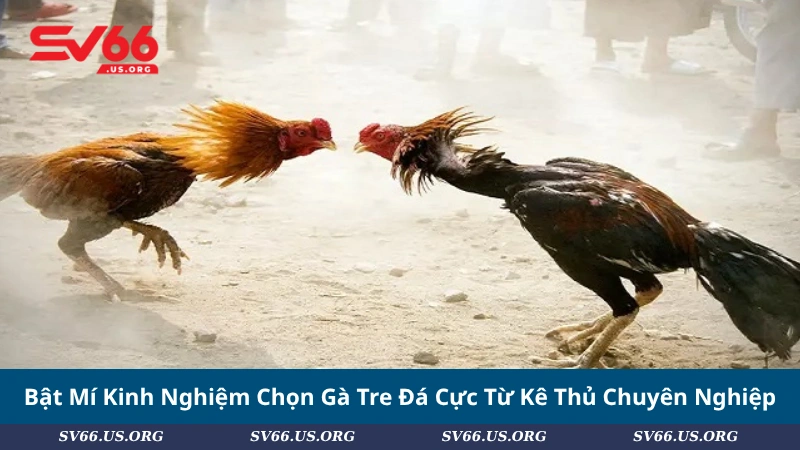 Bật Mí Kinh Nghiệm Chọn Gà Tre Đá Cực Từ Kê Thủ Chuyên Nghiệp