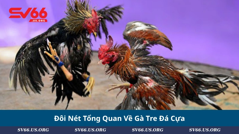 Đôi Nét Tổng Quan Về Gà Tre Đá Cựa