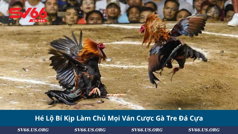Hé Lộ Bí Kịp Làm Chủ Mọi Ván Cược Gà Tre Đá Cựa