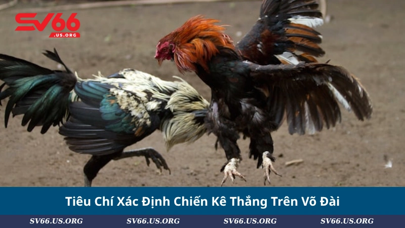 Tiêu Chí Xác Định Chiến Kê Thắng Trên Võ Đài
